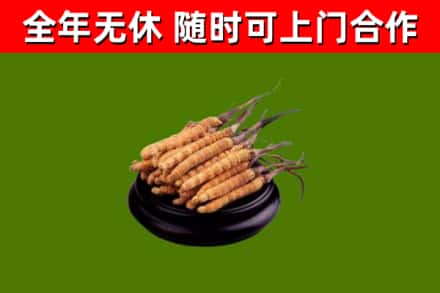 海城区回收散虫草